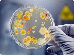 Microbial Culture Management SOP - Pharma Beginners